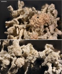 [PDF] Aabaarnia and Normanogalla, two new lichenicolous genera of Ostropales, Ascomycota | Semantic Scholar