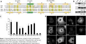 [PDF] The DIX domain of Dishevelled confers Wnt signaling by dynamic polymerization | Semantic Scholar
