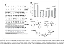 [PDF] Modulation of Protein Phosphatase 2A Activity Alters Androgen-Independent Growth of Prostate Cancer Cells: Therapeutic... 