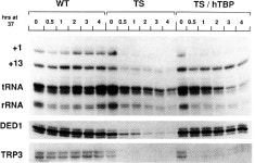 [PDF] Conserved and nonconserved functions of the yeast and human TATA-binding proteins. | Semantic Scholar