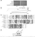 [PDF] Identification of Rkr1, a Nuclear RING Domain Protein with Functional Connections to Chromatin Modification in... 