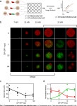 [PDF] Inhibition of infection spread by co-transmitted defective interfering particles | Semantic Scholar