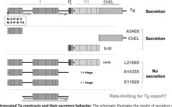 Maturation of Thyroglobulin Protein Region I* | Semantic Scholar