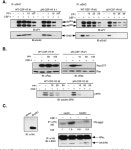[PDF] Both Src-Dependent and -Independent Mechanisms Mediate Phosphatidylinositol 3-Kinase Regulation of Colony-Stimulating... 