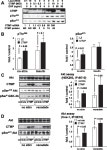 [PDF] Carboxy-terminal modulator protein induces Akt phosphorylation and activation, thereby enhancing antiapoptotic, glycogen... 