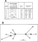 [PDF] Pathogenic adaptation of Escherichia coli by natural variation of the FimH adhesin. | Semantic Scholar