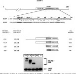 [PDF] Molecular characterization of the DNA-binding and dimerization domains of the bZIP transcription factor, EmBP-1 | Semantic... 