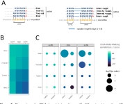 [PDF] Transcriptome-Wide Analysis of microRNA–mRNA Correlations in Tissue Identifies microRNA Targeting Determinants | Semantic... 