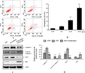 [PDF] Cordycepin Induces Apoptosis and Inhibits Proliferation of Human Lung Cancer Cell Line H1975 via Inhibiting the... 