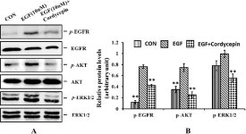 [PDF] Cordycepin Induces Apoptosis and Inhibits Proliferation of Human Lung Cancer Cell Line H1975 via Inhibiting the... 