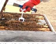 [PDF] Potential of Honeybee Brood Pheromone to Enhance Foraging and Yield in Hybrid Carrot Seed | Semantic Scholar