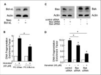 [PDF] Honokiol, a Constituent of Oriental Medicinal Herb Magnolia officinalis, Inhibits Growth of PC-3 Xenografts In vivo in... 