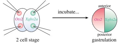 Otx2 can activate the isthmic organizer genetic network in the Xenopus embryo | Semantic Scholar