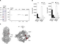 [PDF] Partial external biliary diversion in bile salt export pump deficiency: Association between outcome and mutation | Semantic... 