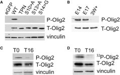 Phosphorylation State of Olig2 Regulates Proliferation of Neural Progenitors | Semantic Scholar