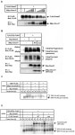 Smurf1 Regulates the Inhibitory Activity of Smad7 by Targeting Smad7 to the Plasma Membrane* 210 | Semantic Scholar
