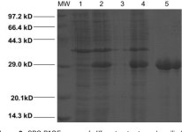 Cloning and expression of a tomato glutathione S- transferase (GST) in Escherichia coli | Semantic Scholar