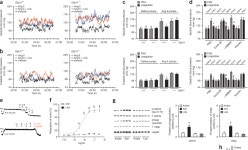 RAPGEF4 gene | Semantic Scholar