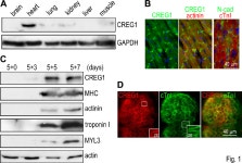 CREG 1 Interacts with Sec 8 to Promote Cardio-myogenic Differentiation and Cell-cell Adhesion | Semantic Scholar