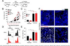 [PDF] Sepsis-Induced State of Immunoparalysis Is Defined by Diminished CD8 T Cell–Mediated Antitumor Immunity | Semantic Scholar