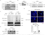 [PDF] FKBP12 mediates necroptosis by initiating RIPK1–RIPK3–MLKL signal transduction in response to TNF receptor 1 ligation... 