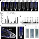 [PDF] PYRABACTIN RESISTANCE1-LIKE8 Plays an Important Role for the Regulation of Abscisic Acid Signaling in Root1[C][W][OA]... 