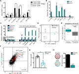 A LINE1-Nucleolin Partnership Regulates Early Development and ESC Identity | Semantic Scholar
