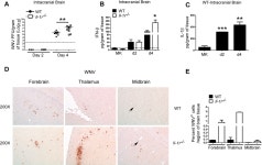 [PDF] IL-1β Signaling Promotes CNS-Intrinsic Immune Control of West Nile Virus Infection | Semantic Scholar
