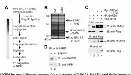 [PDF] Nucleophosmin/B23 Is a Candidate Substrate for the BRCA1-BARD1 Ubiquitin Ligase* | Semantic Scholar