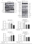 of erlotinib by inducing apoptosis through AMPK and MAPK pathways in TKI-resistant H1975 lung cancer cells | Semantic Scholar