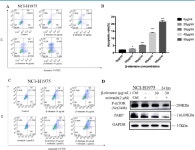 of erlotinib by inducing apoptosis through AMPK and MAPK pathways in TKI-resistant H1975 lung cancer cells | Semantic Scholar