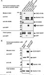 [PDF] Dectin-1 Interaction with Tetraspanin CD37 Inhibits IL-6 Production1 | Semantic Scholar