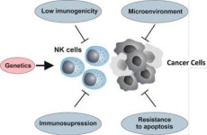 [PDF] Mechanisms of Resistance to NK Cell Immunotherapy | Semantic Scholar
