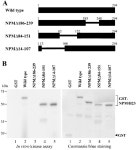 Nucleophosmin/B23 Is a Target of CDK2/Cyclin E in Centrosome Duplication | Semantic Scholar