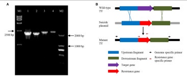 Two Novel Sets of Genes Essential for Nicotine Degradation by Sphingomonas melonis TY | Semantic Scholar
