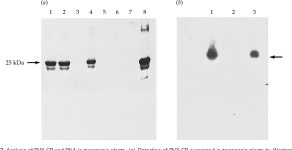 Expression of the coat protein of potato virus X from a dicistronic mRNA in transgenic potato plants. | Semantic Scholar