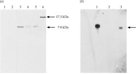 Expression of the coat protein of potato virus X from a dicistronic mRNA in transgenic potato plants. | Semantic Scholar