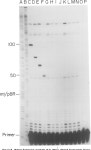 Precise identification of individual promoters for transcription of each strand of human mitochondrial DNA | Semantic Scholar