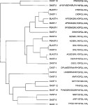 Low Affinity Immunoglobulin Epsilon Fc Receptor | Semantic Scholar