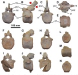 [PDF] New Iguanodon bernissartensis Axial Bones (Dinosauria, Ornithopoda) from the Early Cretaceous of Morella, Spain | Semantic... 