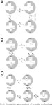 [PDF] Human mdm2 Mediates Multiple Mono-ubiquitination of p53 by a Mechanism Requiring Enzyme Isomerization* | Semantic Scholar