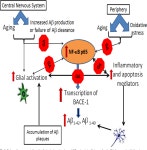 [PDF] Novel Nuclear Factor-KappaB Targeting Peptide Suppresses β-Amyloid Induced Inflammatory and Apoptotic Responses in...