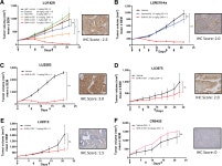 [PDF] Discovery of A Novel EGFR-Targeting Antibody–Drug Conjugate, SHR-A1307, for the Treatment of Solid Tumors Resistant or... 