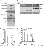[PDF] Akt and c-Myc Differentially Activate Cellular Metabolic Programs and Prime Cells to Bioenergetic Inhibition* | Semantic... 