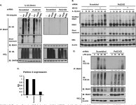 [PDF] Pellino 2 Is critical for Toll-like Receptor/Interleukin-1 Receptor (TLR/IL-1R)-mediated Post-transcriptional Control... 