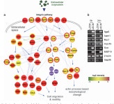 β1-integrin-dependent migration of microglia in response to neuron-released α-synuclein | Semantic Scholar
