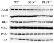 [PDF] Reverse and Forward Electron Flow-Induced H2O2 Formation Is Decreased in α-Ketoglutarate Dehydrogenase (α-KGDH) Subunit... 