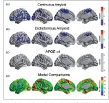 Modulation of glucose metabolism and metabolic connectivity by β-amyloid | Semantic Scholar