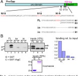 [PDF] Multistep molecular mechanism for Bone morphogenetic protein extracellular transport in the Drosophila embryo | Semantic... 