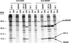[PDF] Neurotrophin-3 Sorts to the Constitutive Secretory Pathway of Hippocampal Neurons and Is Diverted to the Regulated... 